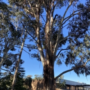 Callocephalon fimbriatum at Reid, ACT - suppressed