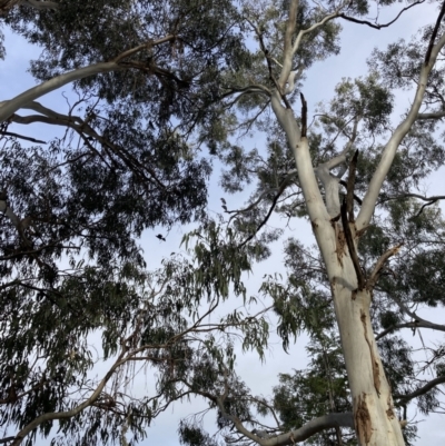 Callocephalon fimbriatum (Gang-gang Cockatoo) at City Renewal Authority Area - 23 Apr 2022 by macolless