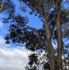 Callocephalon fimbriatum at Reid, ACT - suppressed