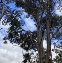 Callocephalon fimbriatum at Reid, ACT - suppressed