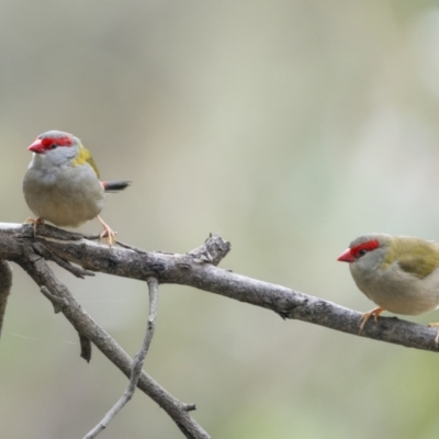 Neochmia temporalis (Red-browed Finch) at Stony Creek Nature Reserve - 5 Jun 2022 by trevsci