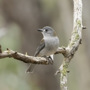 Colluricincla harmonica at Carwoola, NSW - 5 Jun 2022