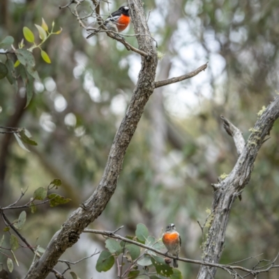 Petroica boodang (Scarlet Robin) at Carwoola, NSW - 5 Jun 2022 by trevsci