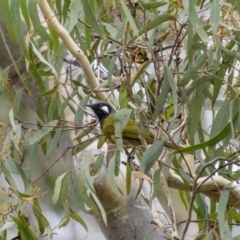 Nesoptilotis leucotis (White-eared Honeyeater) at Carwoola, NSW - 5 Jun 2022 by trevsci