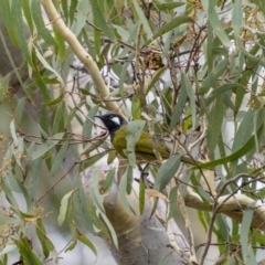 Nesoptilotis leucotis (White-eared Honeyeater) at Carwoola, NSW - 4 Jun 2022 by trevsci