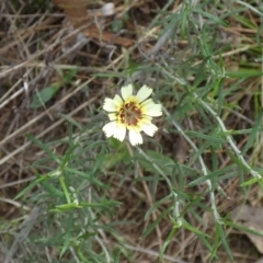 Tolpis barbata (Yellow Hawkweed) at Hackett, ACT - 16 Apr 2022 by Birdy