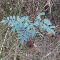 Indigofera australis subsp. australis (Australian Indigo) at Hackett, ACT - 16 Apr 2022 by Birdy