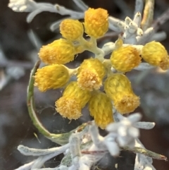 Chrysocephalum semipapposum (Clustered Everlasting) at Fentons Creek, VIC - 14 Jan 2023 by KL