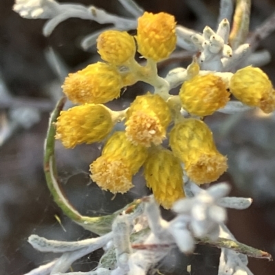 Chrysocephalum semipapposum (Clustered Everlasting) at Fentons Creek, VIC - 13 Jan 2023 by KL