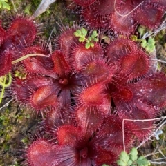 Drosera abberans (Scented Sundew) at Fentons Creek, VIC - 6 Jun 2022 by KL