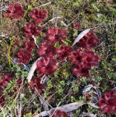 Drosera abberans at Fentons Creek, VIC - 6 Jun 2022 01:19 PM