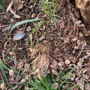 Mycena 'clarkeana group' at Flynn, ACT - 6 Jun 2022 03:38 PM