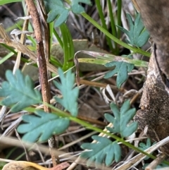 Acaena (genus) (A Sheep's Burr) at Fentons Creek, VIC - 6 Jun 2022 by KL