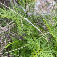 Cheilanthes austrotenuifolia at Fentons Creek, VIC - 6 Jun 2022 04:37 PM
