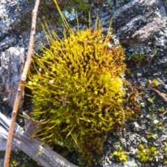 Pottiaceae (family) (A moss) at Cooma, NSW - 5 Jun 2022 by mahargiani