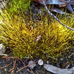 Pottiaceae (family) at Cooma, NSW - 5 Jun 2022 03:03 PM