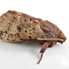 Oxycanus silvanus (Pale Oxycanus) at Crooked Corner, NSW - 5 Jun 2022 by Milly