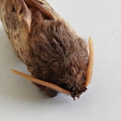 Oxycanus silvanus at Crooked Corner, NSW - 5 Jun 2022