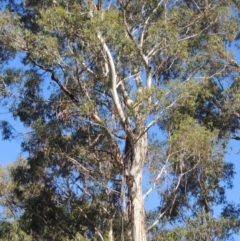 Eucalyptus viminalis (Ribbon Gum) at Paddys River, ACT - 13 Feb 2022 by michaelb