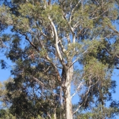 Eucalyptus viminalis (Ribbon Gum) at Paddys River, ACT - 13 Feb 2022 by MichaelBedingfield