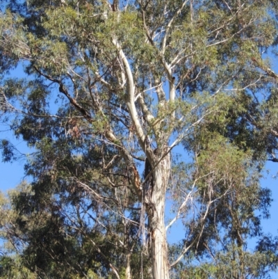 Eucalyptus viminalis (Ribbon Gum) at Paddys River, ACT - 13 Feb 2022 by michaelb