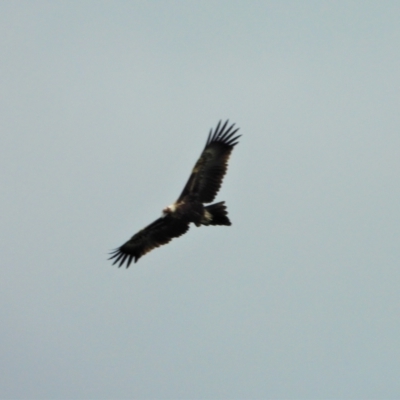 Aquila audax (Wedge-tailed Eagle) at Upper Haughton, QLD - 3 Jun 2022 by TerryS