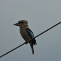 Dacelo leachii (Blue-winged Kookaburra) at Upper Haughton, QLD - 3 Jun 2022 by TerryS