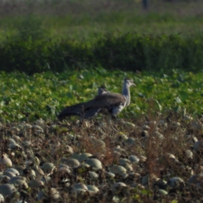 Ardeotis australis (Australian Bustard) at Clare, QLD - 31 May 2022 by TerryS