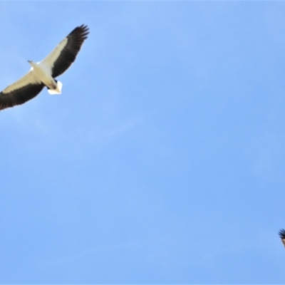 Haliaeetus leucogaster (White-bellied Sea-Eagle) at Clare, QLD - 1 Jun 2022 by TerryS