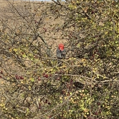 Callocephalon fimbriatum (Gang-gang Cockatoo) at Coree, ACT - 2 Jun 2022 by Eland