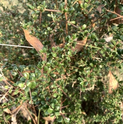 Bursaria spinosa (Native Blackthorn, Sweet Bursaria) at Black Flat at Corrowong - 28 Mar 2022 by BlackFlat