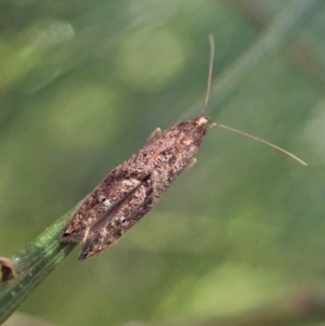 Gnathifera eurybias at Cook, ACT - 15 Oct 2021