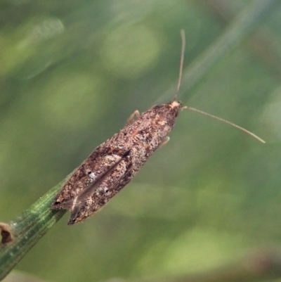 Gnathifera eurybias (A Fringe-tufted Moth) at Cook, ACT - 15 Oct 2021 by CathB