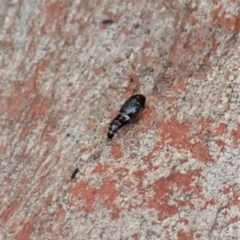 Tachyporinae (subfamily) (Crab-like Rove Beetle) at Cook, ACT - 30 Jan 2021 by CathB