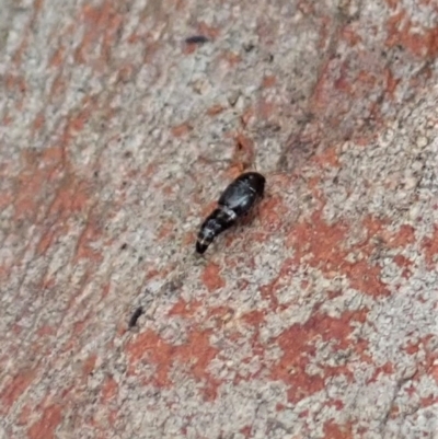 Tachyporinae (subfamily) (Crab-like Rove Beetle) at Aranda Bushland - 30 Jan 2021 by CathB