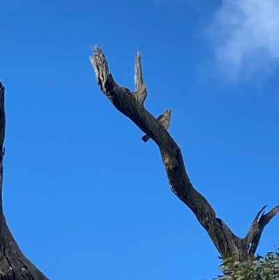 Falco berigora (Brown Falcon) at Fentons Creek, VIC - 7 Jun 2022 by KL