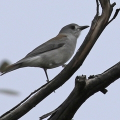 Colluricincla harmonica (Grey Shrikethrush) at Gilmore, ACT - 7 Jun 2022 by RodDeb