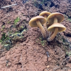 Hypholoma sp. (Hypholoma) at Namadgi National Park - 4 Jun 2022 by IanBurns