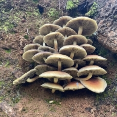 Hypholoma sp. at Cotter River, ACT - 4 Jun 2022