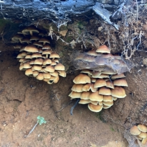 Hypholoma sp. at Cotter River, ACT - 4 Jun 2022 03:47 PM