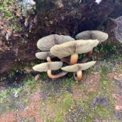 Hypholoma sp. at Cotter River, ACT - 4 Jun 2022 03:47 PM