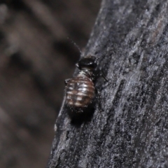 Symphypleona sp. (order) (Globular springtail) at Evatt, ACT - 6 Jun 2022 by TimL