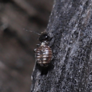 Symphypleona sp. (order) at Evatt, ACT - 6 Jun 2022 02:03 PM