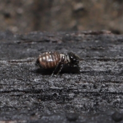 Symphypleona sp. (order) at Evatt, ACT - 6 Jun 2022 02:03 PM