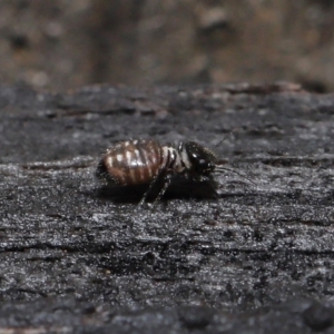 Symphypleona sp. (order) at Evatt, ACT - 6 Jun 2022 02:03 PM