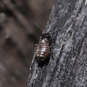 Symphypleona sp. (order) at Evatt, ACT - 6 Jun 2022 02:03 PM