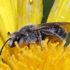 Lasioglossum (Chilalictus) lanarium (Halictid bee) at Evatt, ACT - 12 Feb 2022 by TimL