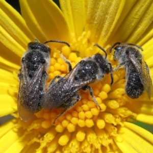 Lasioglossum (Chilalictus) lanarium at Evatt, ACT - 13 Feb 2022