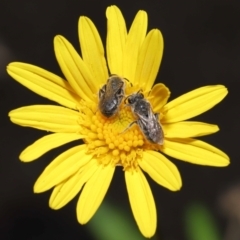 Lasioglossum (Chilalictus) lanarium at Evatt, ACT - 13 Feb 2022