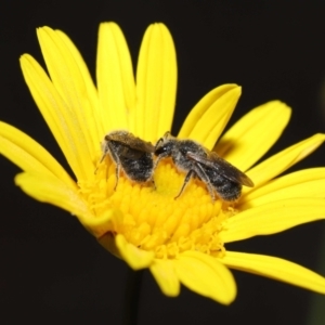 Lasioglossum (Chilalictus) lanarium at Evatt, ACT - 13 Feb 2022